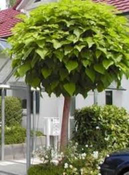 ΚΑΤΑΛΠΗ (Catalpa bignonioides 'Nana')